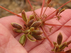 Lomatium triternatum brevifolium