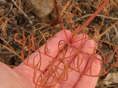Lomatium triternatum brevifolium