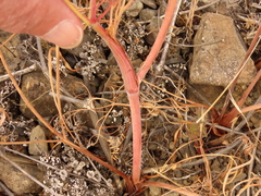 Lomatium triternatum brevifolium