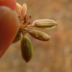 Lomatium triternatum brevifolium