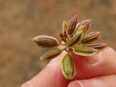 Lomatium triternatum brevifolium