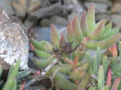 Lampranthus stayneri