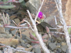 Lampranthus stayneri