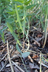 Lactuca tatarica