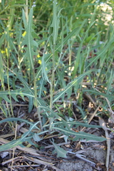Lactuca tatarica