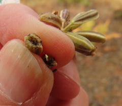 Lomatium triternatum brevifolium