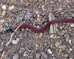 Coniophanes lateritius