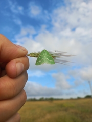 Thetidia smaragdaria