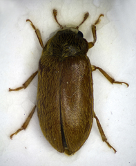 Byturus ochraceus