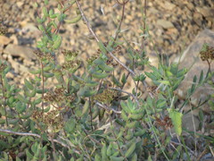 Crassula mesembryanthoides
