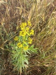 Euphorbia virgata