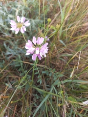 Securigera varia