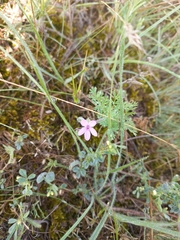 Erodium cicutarium