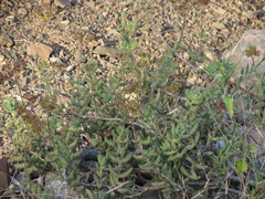 Crassula mesembryanthoides