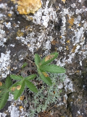 Potentilla