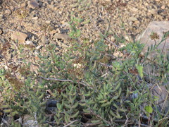 Crassula mesembryanthoides