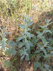 Marrubium peregrinum