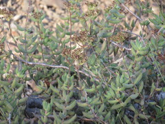 Crassula mesembryanthoides