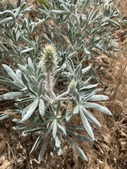Lupinus leucophyllus