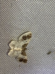 Hydrelia condensata