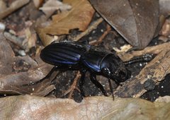 Pasimachus marginatus