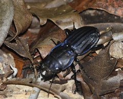 Pasimachus marginatus