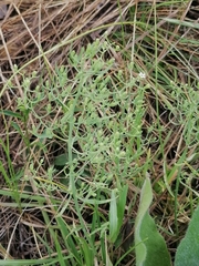 Thesium repens