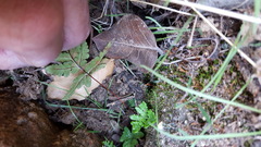 Pentagramma triangularis triangularis