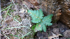 Pentagramma triangularis triangularis