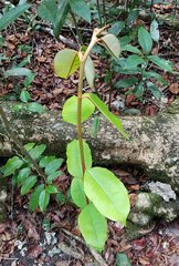 Chrysophyllum oliviforme