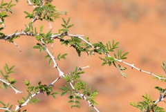 Mimosa aculeaticarpa biuncifera