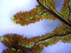 Pentagramma triangularis triangularis