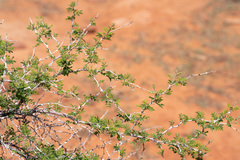 Mimosa aculeaticarpa biuncifera