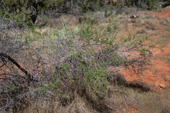 Mimosa aculeaticarpa biuncifera