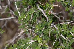 Mimosa aculeaticarpa biuncifera