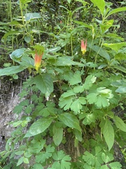 Aquilegia elegantula