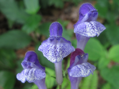 Scutellaria indica