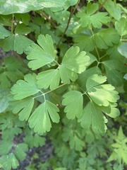 Aquilegia elegantula