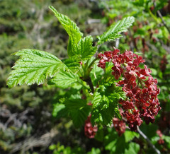 Ribes petraeum