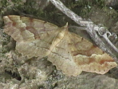Xerodes rufescentaria