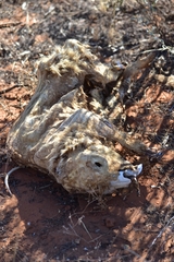 Lasiorhinus latifrons