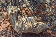 Lasiorhinus latifrons