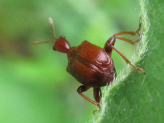 Leptapoderus rubidus