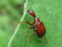 Leptapoderus rubidus