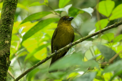 Chlorothraupis carmioli