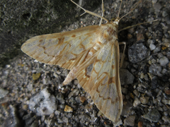 Neoanalthes contortalis