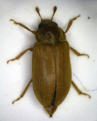 Byturus ochraceus