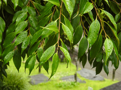 Castanopsis sieboldii