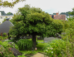 Castanopsis sieboldii