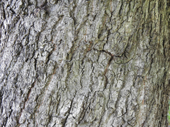 Castanopsis sieboldii